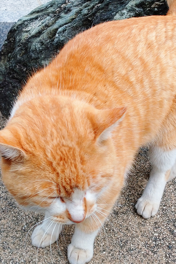 地域動物への各種支援